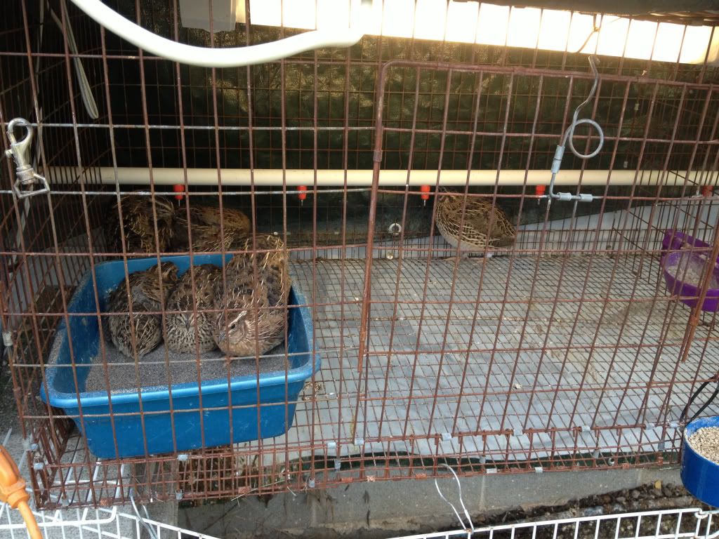 Comparing quail sizes Page 4 BackYard Chickens Learn How to Raise Chickens