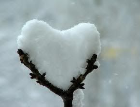 Snowy heart branch Pictures, Images and Photos