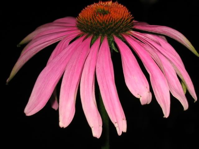 Coneflower