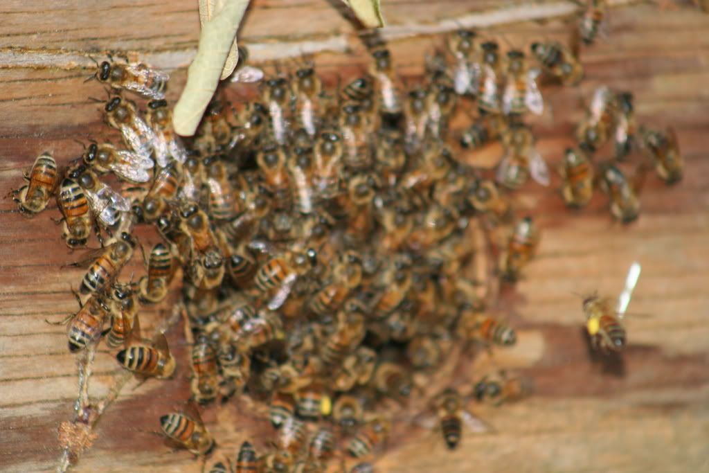 Bird House Bee Hive? Beesource Beekeeping Forums