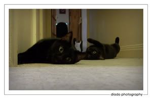 Howie and Poppy No. 2