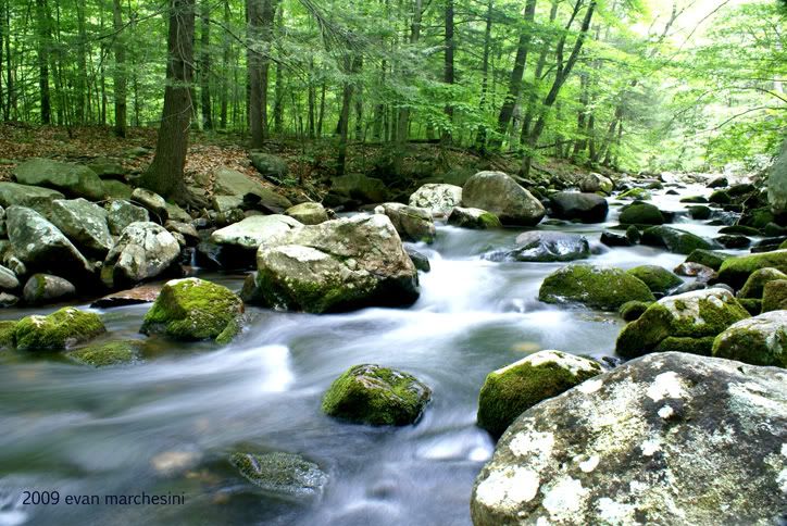summer stream Pictures, Images and Photos
