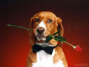 Como ser romantico Como ser romantico