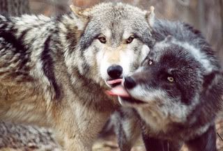 Wolf Love Pictures, Images and Photos