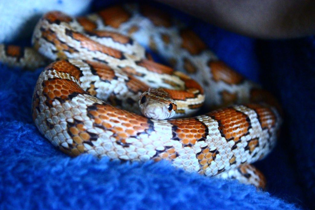 Download Brazilian Rainbow Boa For Sale Craigslist Images