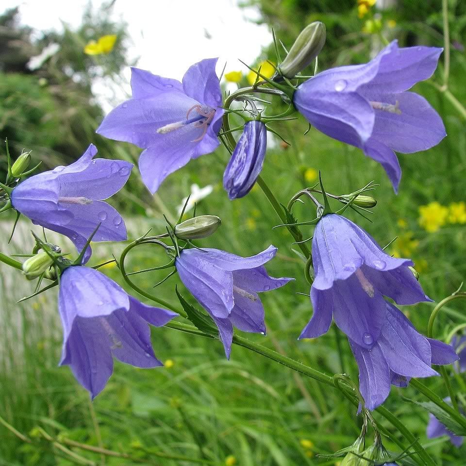 Campanules