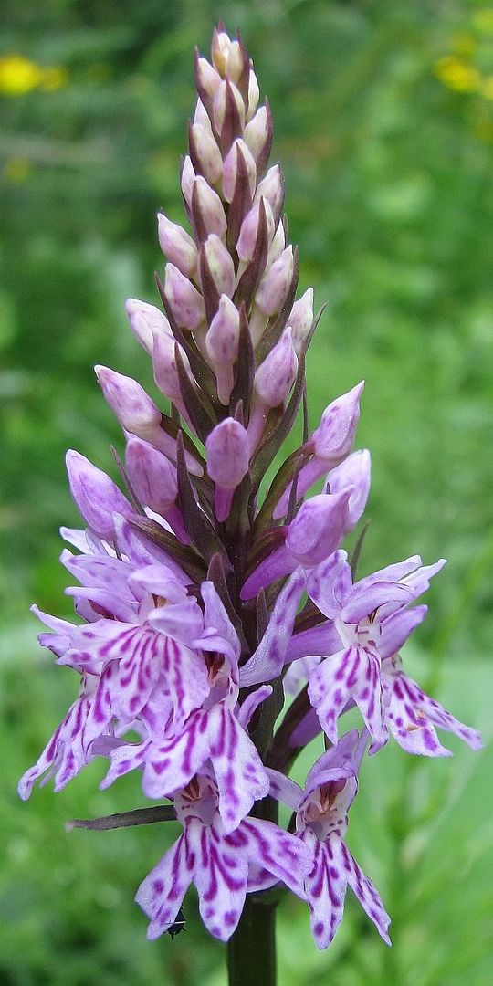 Symphonie De Fleurs Dans Le Vercors Col De L Arzelier 1154 M Montagnes