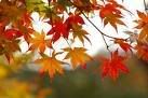 autumn leaves Pictures, Images and Photos